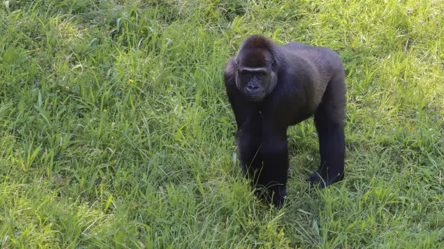 La covid y los gorilas: el riesgo de no estar vacunado