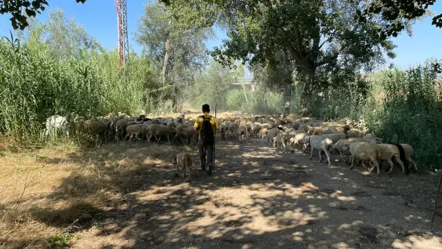 Un rebaño de 2.000 ovejas limpió la ribera del río Sosa a su paso por Monzón.