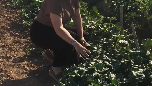 Elena Badía en la plantación de melón en la que realiza sus prácticas.