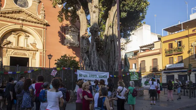 Un grupo de personas protestan ante la tala de un ficus en Sevilla.