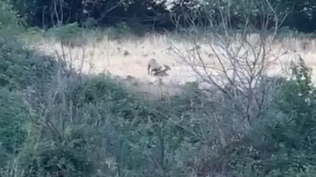 Imagen grabada en vídeo del ataque de los perros al pequeño corzo.