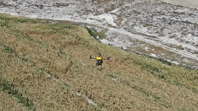 Un dron sobrevuela un campo de maíz para detectar la posible existencia de datura, una planta herbácea tóxica.