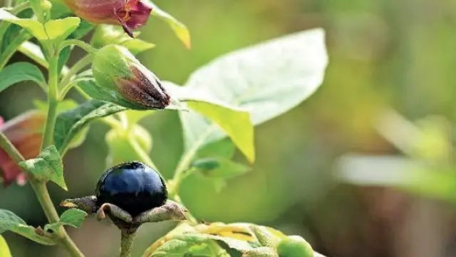 Detalle de los frutos de la belladona.