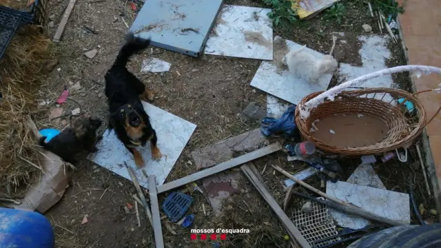 Los Mossos encontraron perros sin vida y en estado de descomposición.