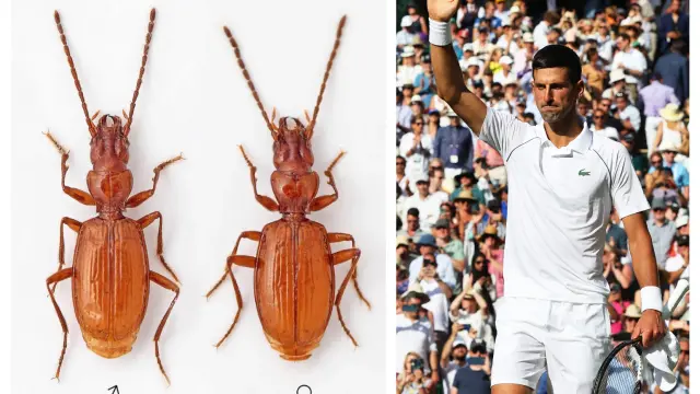 Nombran una nueva especie de insecto en honor al tenista Novak Djokovic