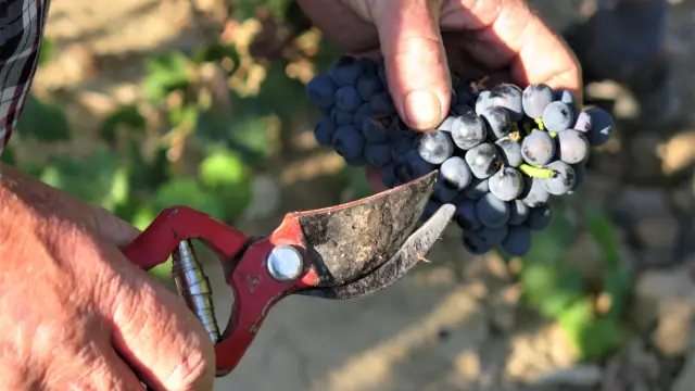 La D.O.P. Somontano termina la vendimia con una recolección de más de 17,2 millones de kilos de uva