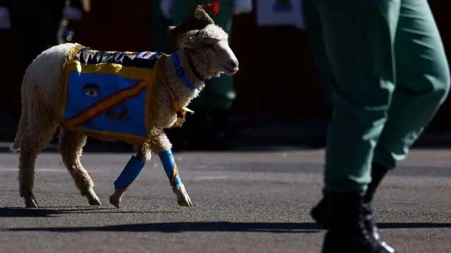 Un carnero, la mascota de la Legión este año en vez de una cabra en el desfile del 12 de octubre.
