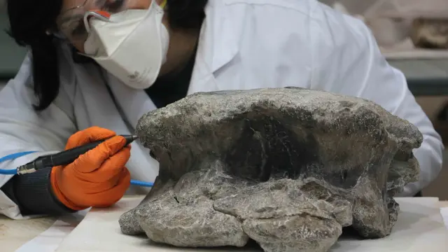 Hallazgo de nuevos fósiles de un gran dinosaurio saurópodo por parte de la Fundación Conjunto Paleontológico de Teruel-Dinópolis.