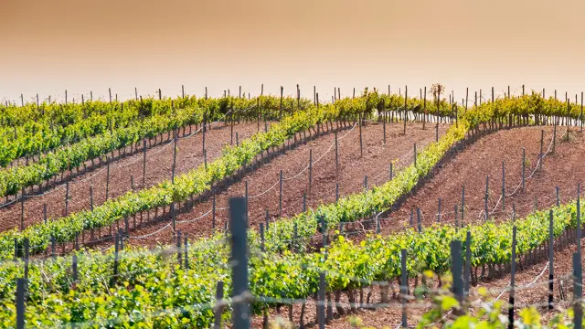 Actualmente, se cosechan unas 200 hectáreas de viñedo en la Matilla de Lécera.