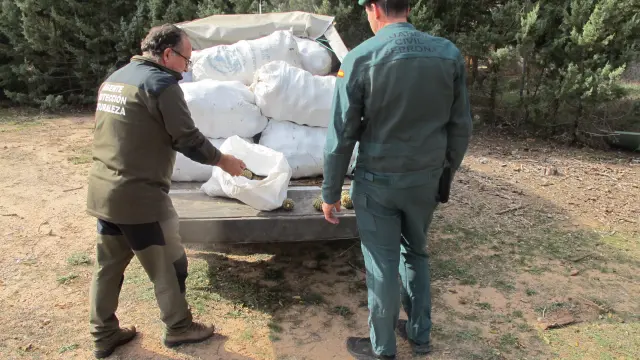 Sorprendidas cinco personas con 500 kilos de piñas recolectadas sin permiso