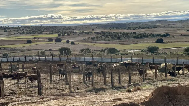 Vacas bravas trasladadas desde Alfajarin en la finca de Muniesa (Teruel) del empresario Jesús Marco.