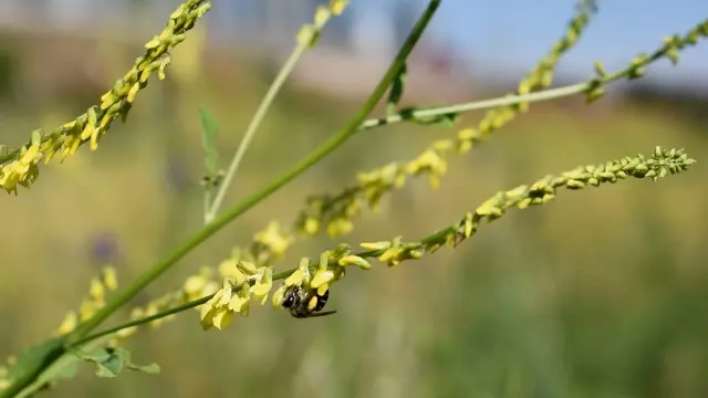 Gran parte de la producción los alimentos de origen vegetal depende de la polinización de las abejas.