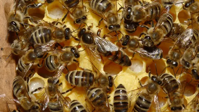 La reina, rodeada de abejas en el interior de la colmena.