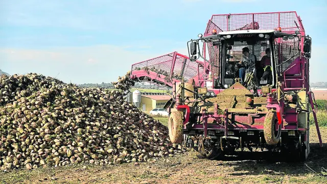 La empresa familiar del grupo Osés ha recuperado el cultivo de la remolacha en Huesca.