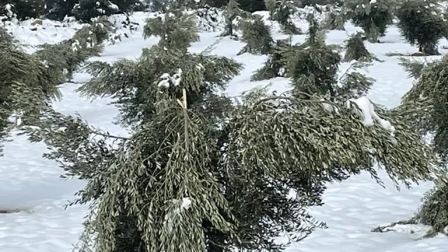 Olivos con el ramaje tronchado por el peso de la nieve en Cretas.