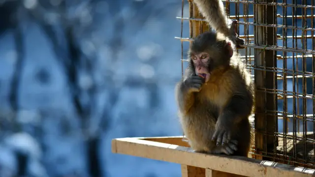 Un mono en el zoo en una foto de archivo.