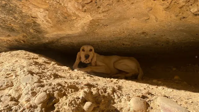 El perro fue encontrado por los guardias escondido en una cueva.