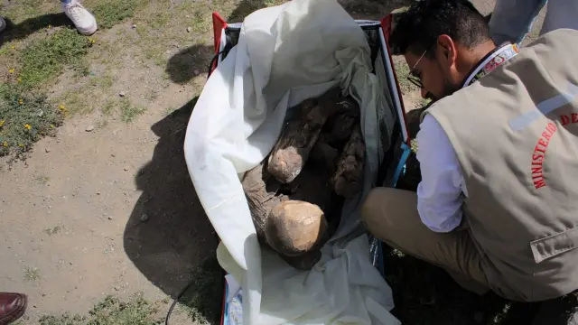 Hallan una momia prehispánica en mochila de repartidor de 'delivery' en Perú