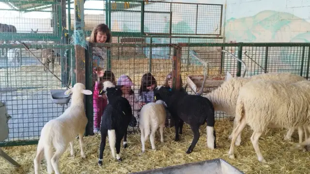Varias niñas, ayer junto a unas ovejas en la granja escuela.