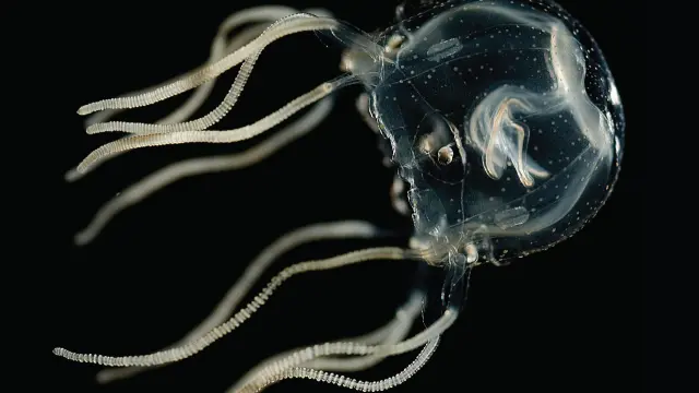 Medusa del tipo Tripedaliidae
