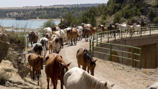 Trashumancia de caballos. Yeguada trashumante a su paso por el pantano del Arquillo, en Teruel.