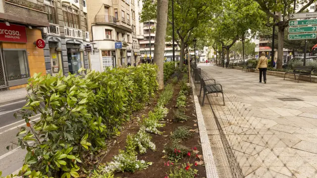 Foto de la renovación de los parterres del paseo de Sagasta de Zaragoza