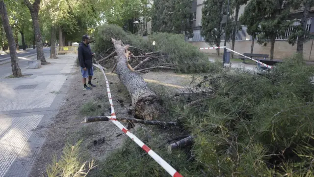 El árbol ha caído esta tarde en el paseo Tierno Galván en Zaragoza.