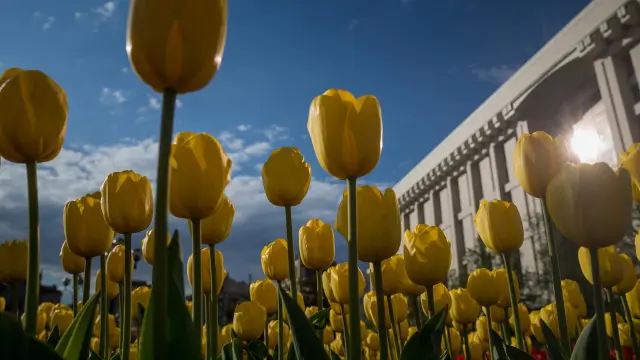 Encuentran en China tulipanes que se creían extintos desde hace 40 años