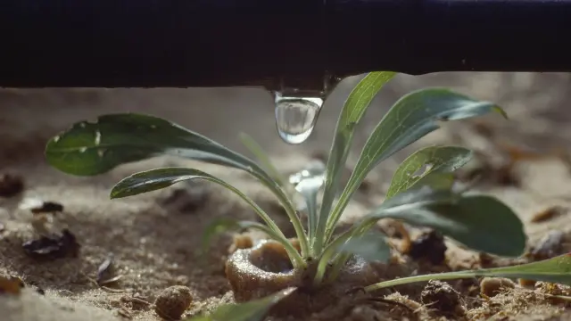 Fue una empresa israelí creada en 1967 la creadora del sistema de riego por goteo, una técnica que ahora se utiliza en la agricultura de todo el mundo.