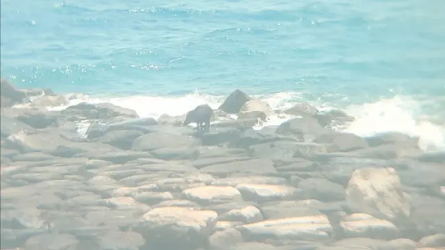 El jabalí, acorralado en una zona de la playa alicantina de El Campello, donde ha herido a dos personas antes de ser abatido.