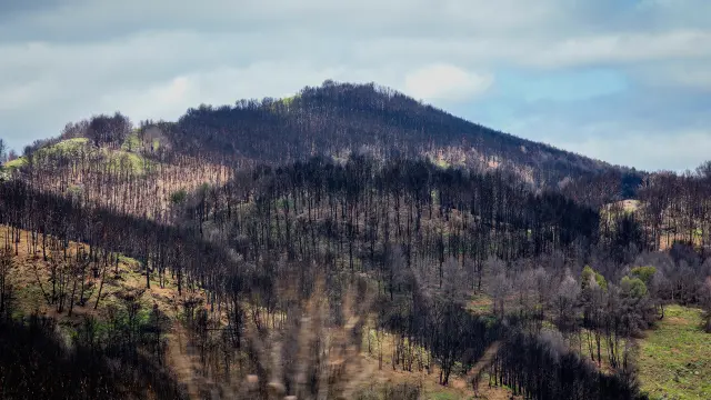 Montes entre Ateca y Bubierca cercanos a la autovía A2, donde la silueta de los pinos quemados se recorta sobre el verde del suelo