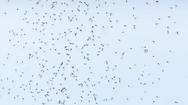 En Europa la actividad de los mosquitos es estacional: su punto álgido se alcanza en verano.