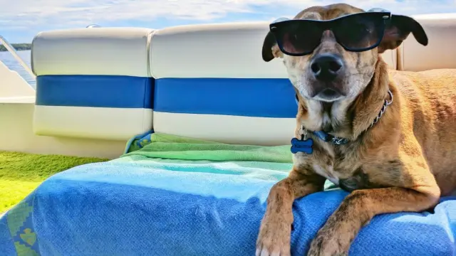 Un perro de vacaciones, en una imagen de archivo.