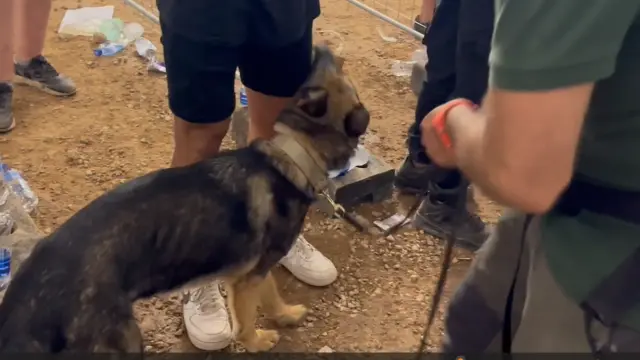 Un perro especializado en la detección de drogas durante los controles en el festival.