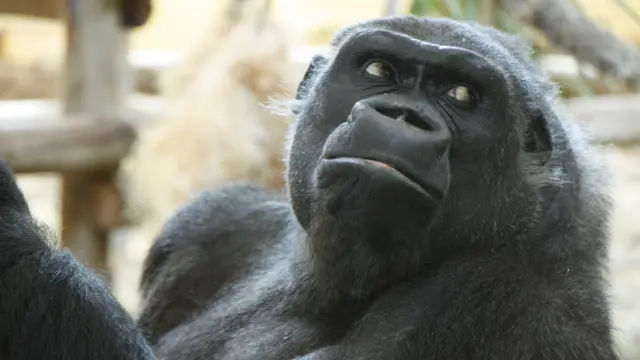 Muere Nadia, la primera gorila que llegó al Parque de la Naturaleza de Cabárceno en 2007
