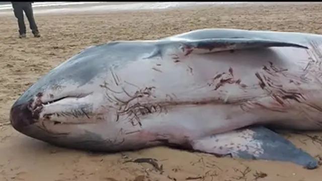 Cadáver del cachalote en la playa de Laredo
