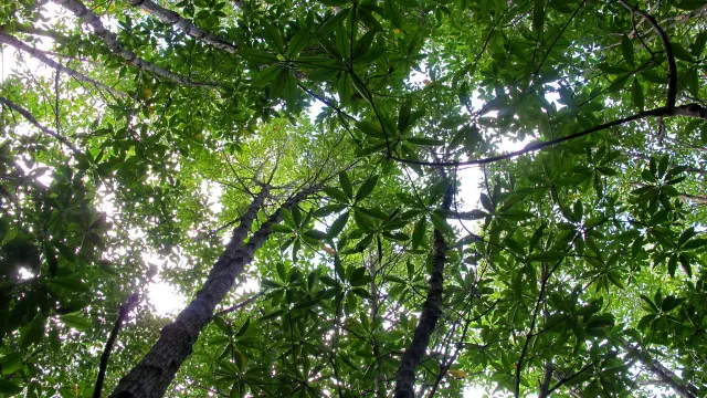 Las selvas y bosques albergan una gran parte de la biodiversidad del planeta