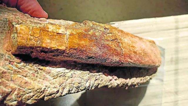 Los fragmentos, de entre 28 y 30 centímetros, se hallaron de forma casual en Villanueva de Huerva