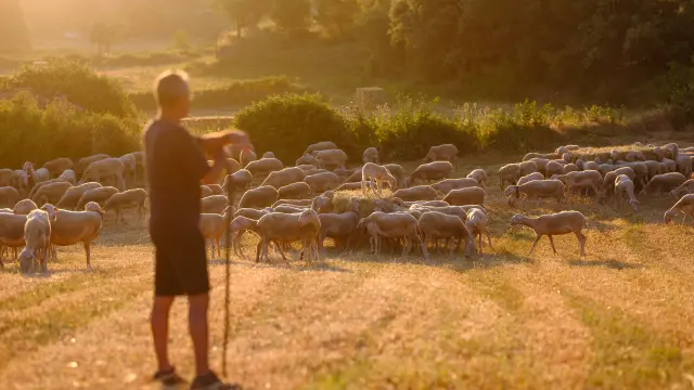 La empresa cuenta con casi 800 pastores y 400.000 ovejas para conseguir una carne de cordero de máxima calidad.