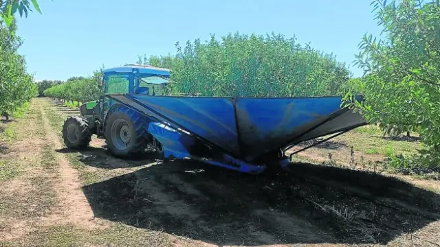 La recolección del almendro y el pistacho ha comenzado en Aragón adelantada por la falta de lluvias y el calor.