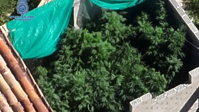 Plantación de marihuana en el Pasaje Miravella de Calatayud.