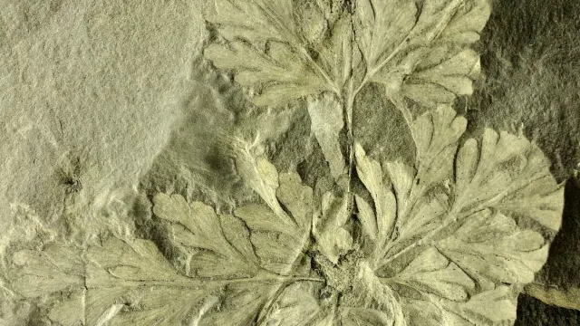 Fósil de un helecho perfectamente conservado hallado en Oliete.