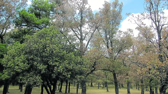 Robles con aspecto otoñal en un bosque de Jabaloyas, en pleno mes de agosto de este año.