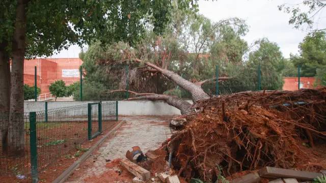 Caída de un árbol de grandes dimensiones sobre la valla del Colegio Arboleda en el barrio de Sevilla este por la borrasca Bernard