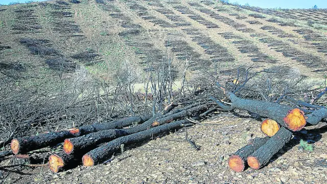 Pinos quemados en el incendio de Ateca ya cortados en el paraje de Valdemorales de Bubierca.