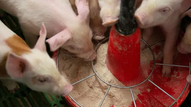 Adicare ayuda a complementar la alimentación de los cerdos.