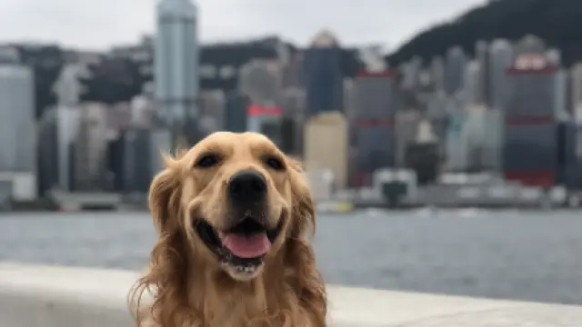 Imagen de recurso de un perro en Hong Kong