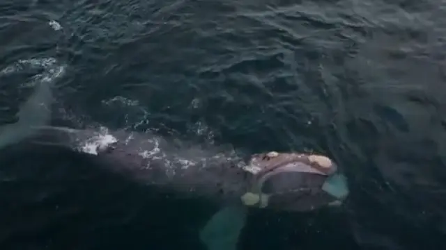 Ballenas francas alimentándose en el mar