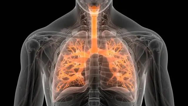Ilustración del sistema respiratorio humano