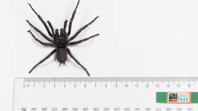 Encuentran en Australia una araña venenosa de un tamaño inusual de casi 8 centímetros